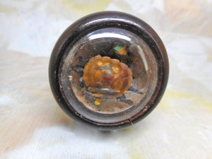 A wooden cased 'mortuary turtle'. 19thc. Mourning.
